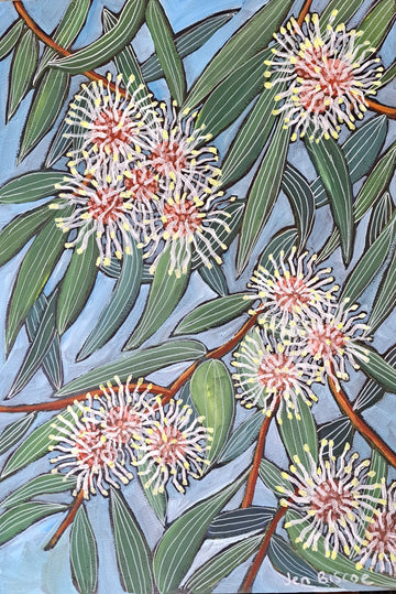 Hakea Laurina