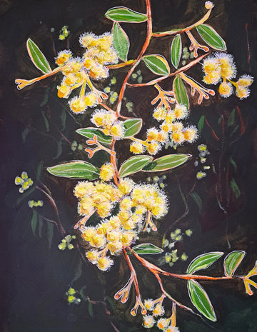 Australian Wattle